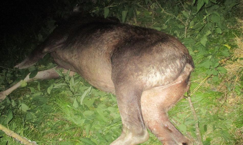 2017-7-10-817Srážka s    losem 2     CÚ pro Jčk červen 2017.JPG